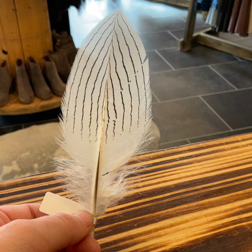 Striped Feather - Hat Bar