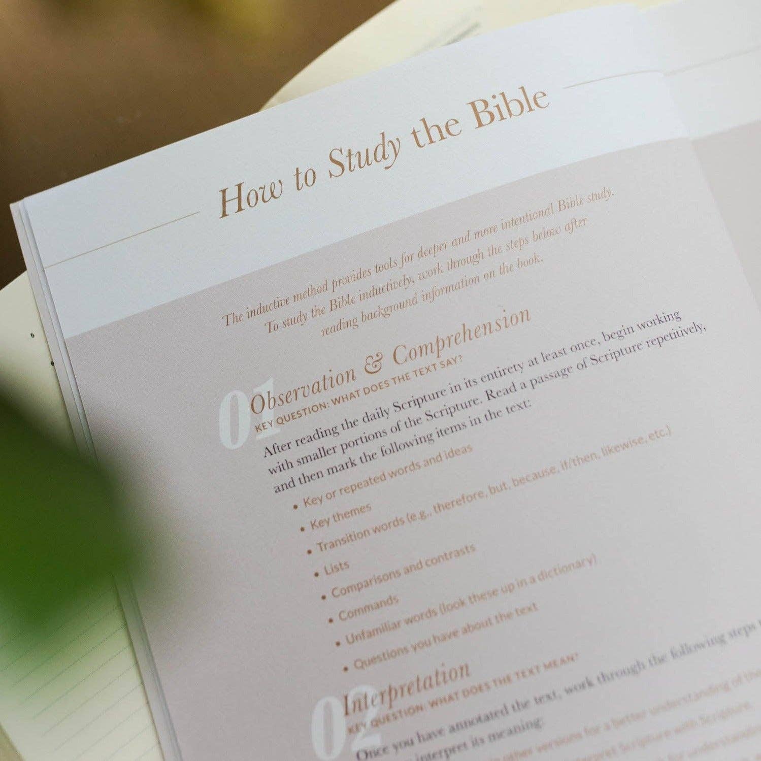 Delight Bible Study
